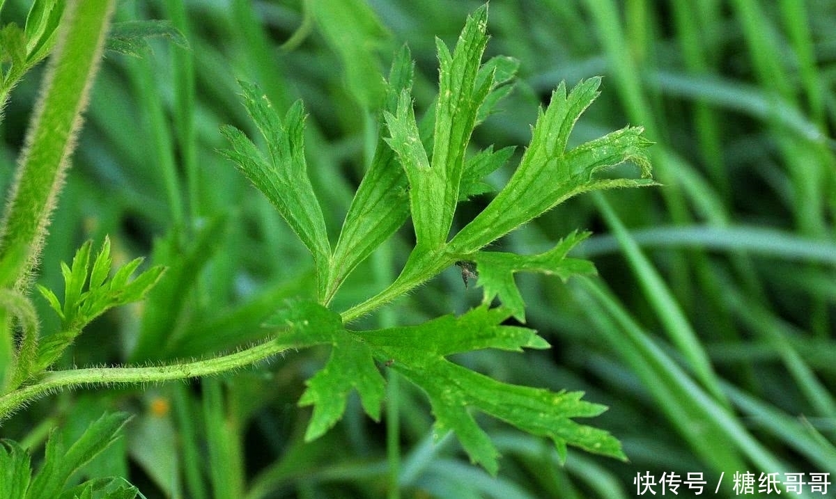 这种野草,民间俗称“野桑葚”,常被错认成艾草,见到请别碰它