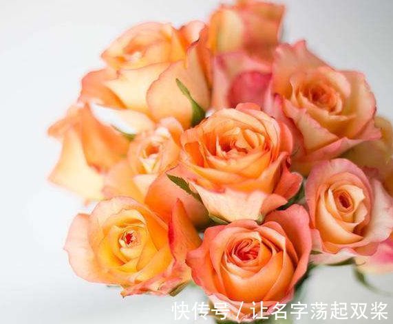 金辉玫瑰|喜欢菊花，不如养盆“精品玫瑰”金辉玫瑰，似少女裙沿，俏皮可爱