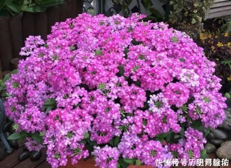 养花就养4种花,观赏价值极高,还能带来好彩头