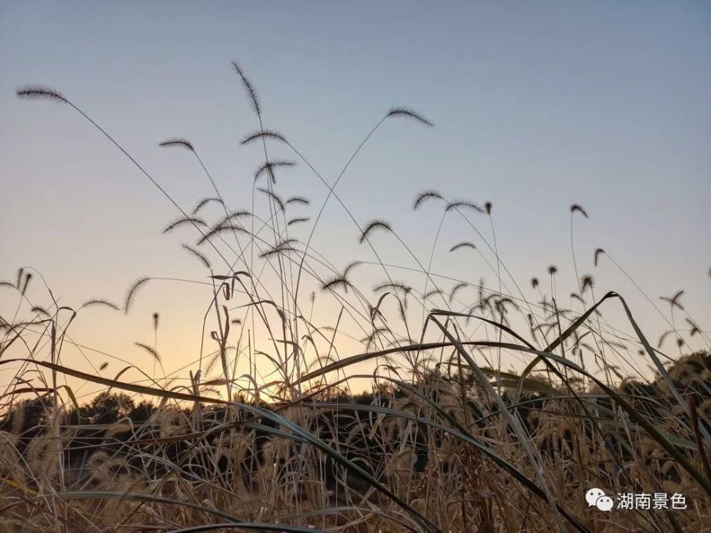 湖南郴州夕阳西下的小草