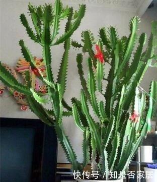 4种花要穷养,种在沙土中最好,花友:谁都能养活