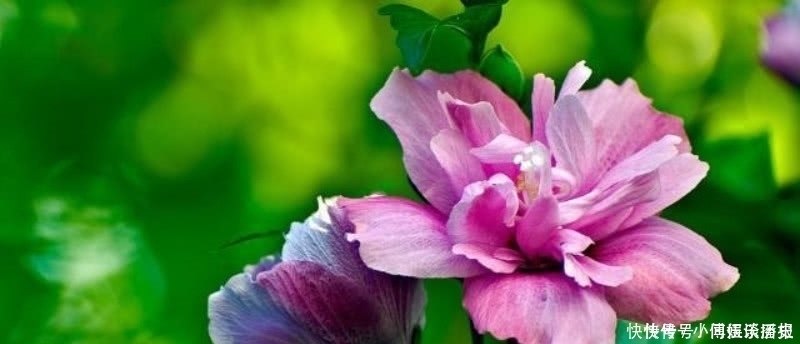 诗歌|苏轼最具有讽刺意味的一首诗,看似平淡无奇,但读来令人拍案叫绝