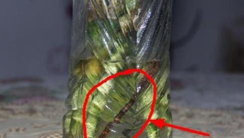 花店老板打死都不愿意说的秘密:养花草怎么防治烂根黄叶