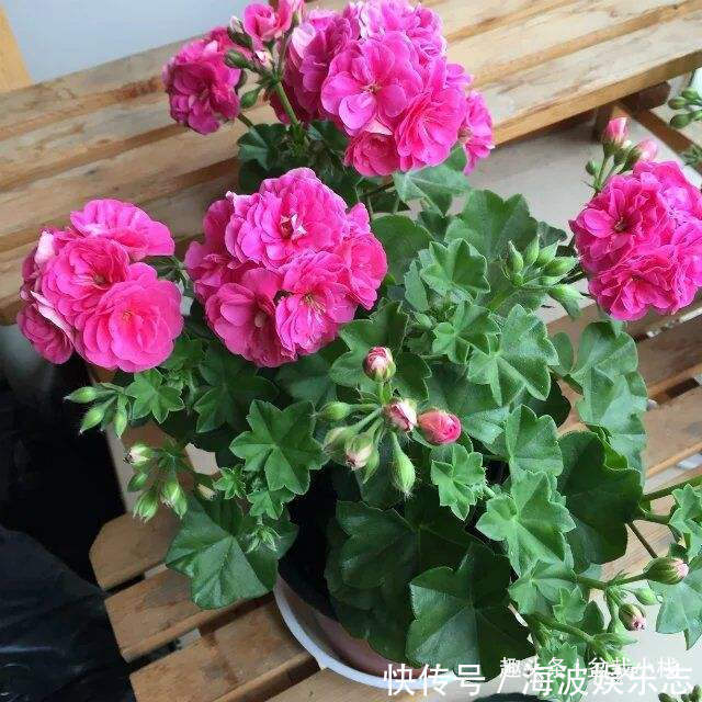 效果|晚上睡觉蚊子多别点蚊香,养“3种花”,驱蚊效果赞,入睡快