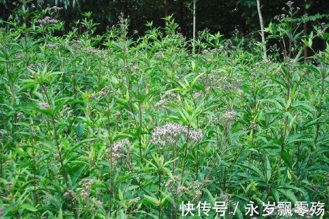 香味赛过香水,过去用于驱虫,今成火锅底料,晒干高达300元一斤