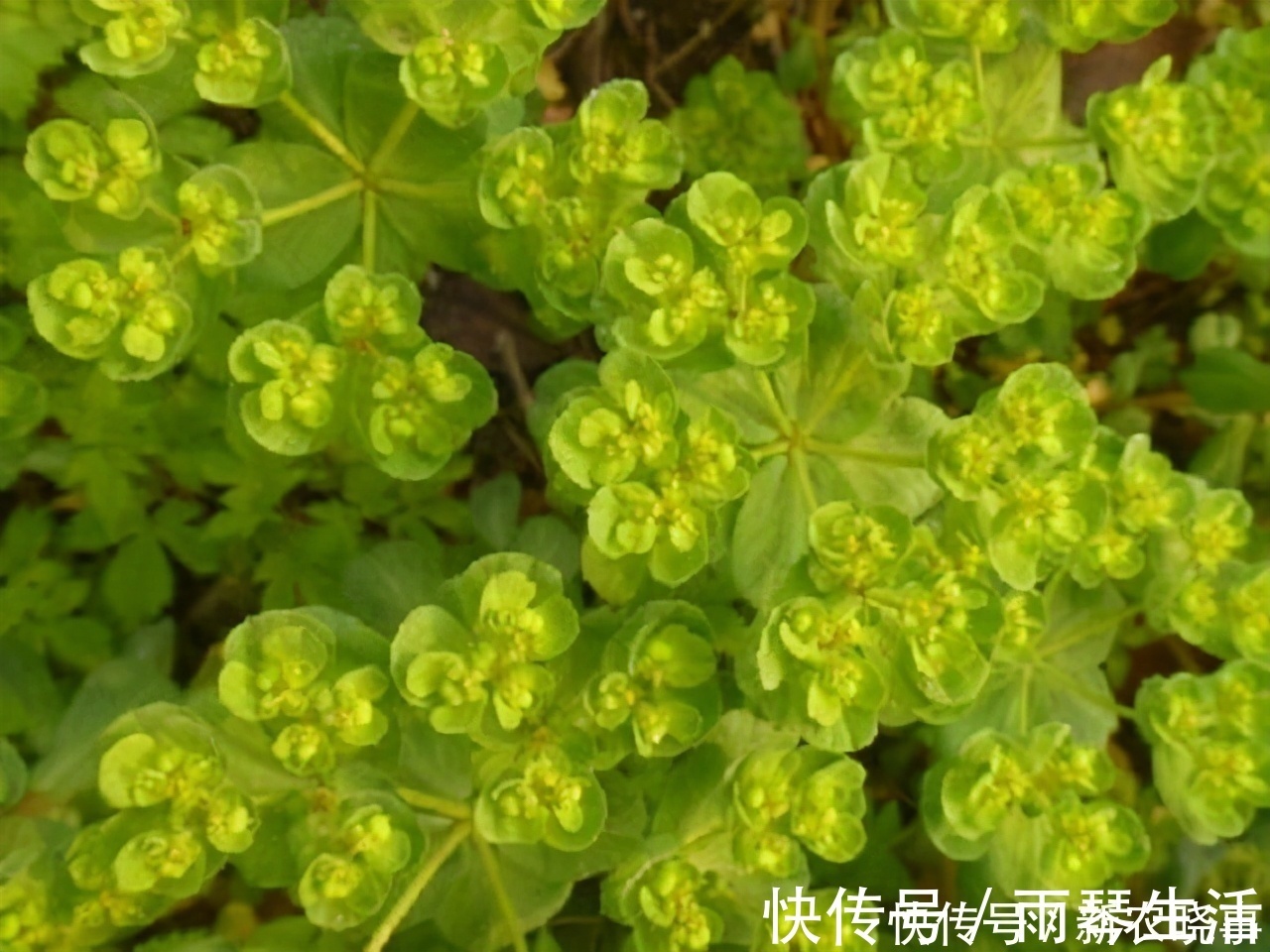 野草|农村有1药草，其相貌普通，但药效惊人不可错过，药农见到如见宝