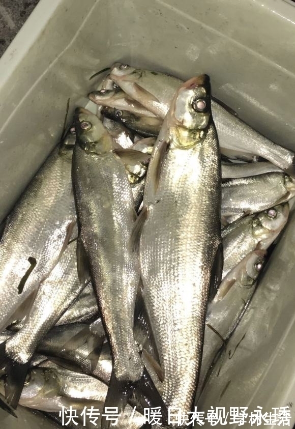 蓑笠哥|盛夏钓翘嘴,渔获你最美,饵料、钓位、技巧分享