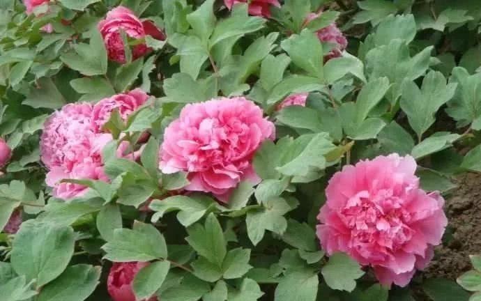 曹州府|慈禧太后与曹州牡丹之间不可不知的秘密!