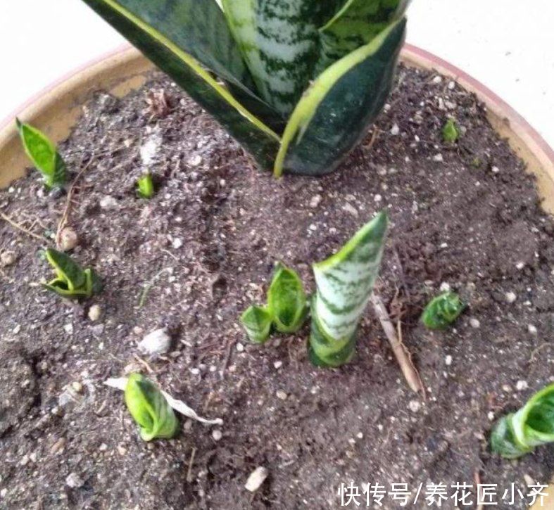 虎皮兰2年不长芽，证明缺得太多，只需简单1步，保证嗖嗖窜芽