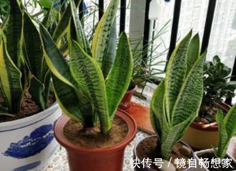 浇水|这3种花,越浇水就越黄叶,养一盆死一盆!真是懒人养的花