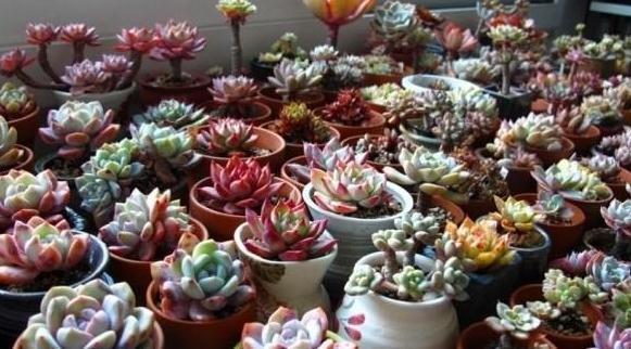 露养之前,先留意下这些,助你养出健康漂亮的多肉