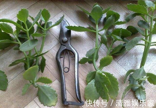 生根|长寿花剪下来的枝条别浪费,教你插土里,一年不用买花了!