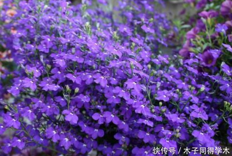 家养这些植物，阳台开出花海，美不胜收，谁见了都想养