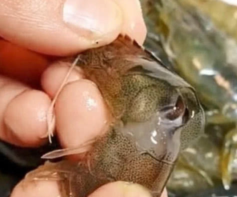 挑虾线别再用牙签了,海边人用“小妙招”,1秒一个简单易学