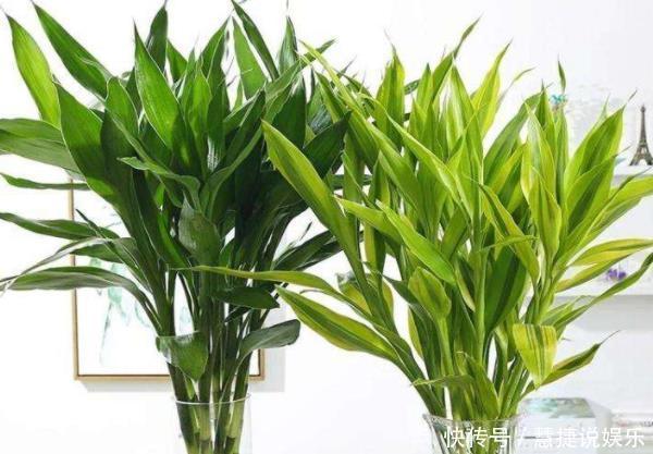 健康|聪明人都养“4种花”,身体越住越健康,起码长寿十年