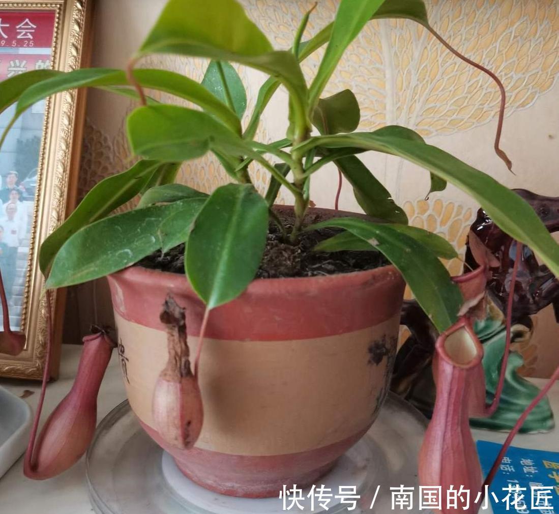 猪笼草|4种食虫植物特有趣，养在家里能灭蚊，孩子们都喜欢