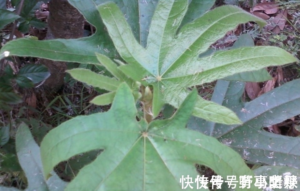 五爪龙|深山里的“五爪龙”,山里人常吃美味,是女性产后疗养的佳品