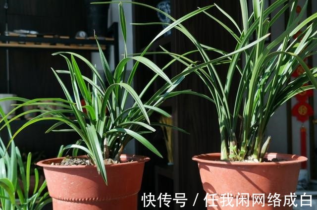 新栽的兰花什么时候浇水当时就浇和隔几天再浇，其实都不完全对