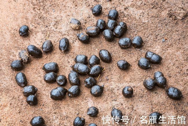 养花的土壤板结?加上4种东西,土壤疏松有劲,养啥都省心