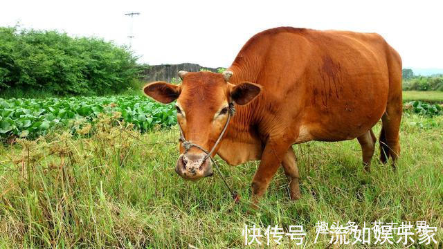 言片语|73年，85年的属牛人的一生一世命运，准到爆！