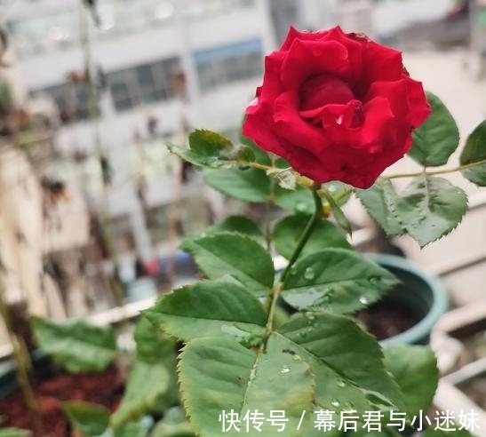 农历九月初五寒露后,养什么花?以下3种花,心想事成万事如意