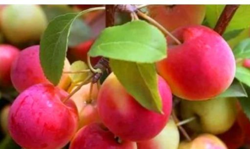 健康长寿|女人来大姨妈时,多吃3种“碱性”食物,排出污血,远离妇科炎症