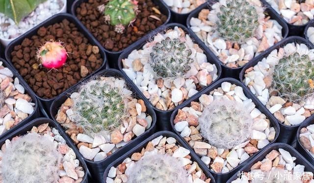  浇水|4种常见的多肉花盆，要用不同的浇水方法，才能养好多肉