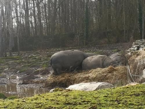 疫情|疫情期间的周末娱乐,留学菌带你逛逛野生动物园
