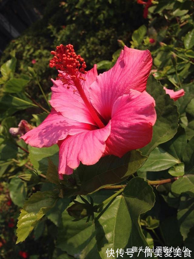 分化|被名字耽误的“三种花”，名字虽土颜值高，关键是高温夏季也勤花