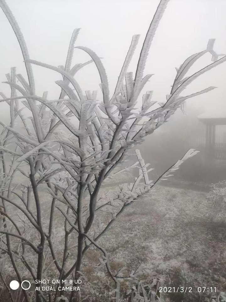 当雪花加入春天的百花齐放后，杭州这里美成了仙境！有人激动地写了诗