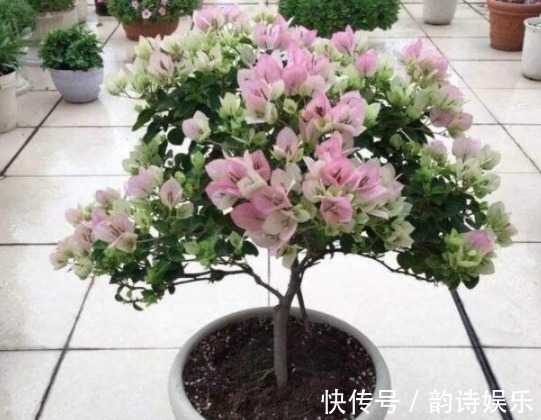 开花|三角梅开花的三个技能,掌握一个就能开花不断,并且一年都在开!