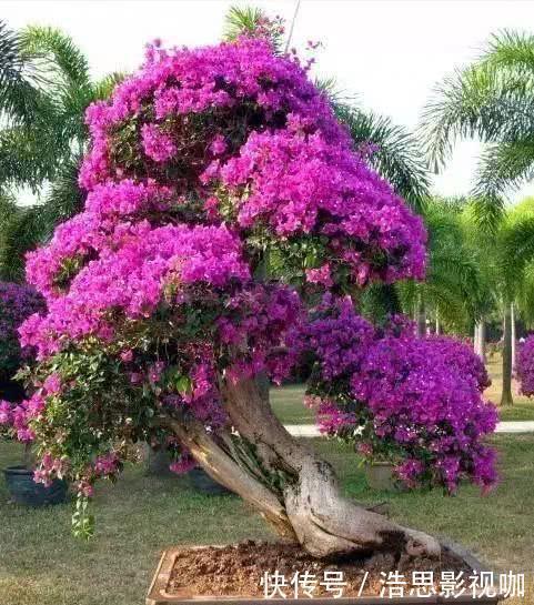 养护|夏季养护三角梅突出做好“四勤”,枝繁叶茂,连续开花满枝头