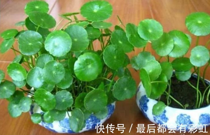 人养花,花也养人,家养3种花,漂亮还净化空气,烂漫迷人眼