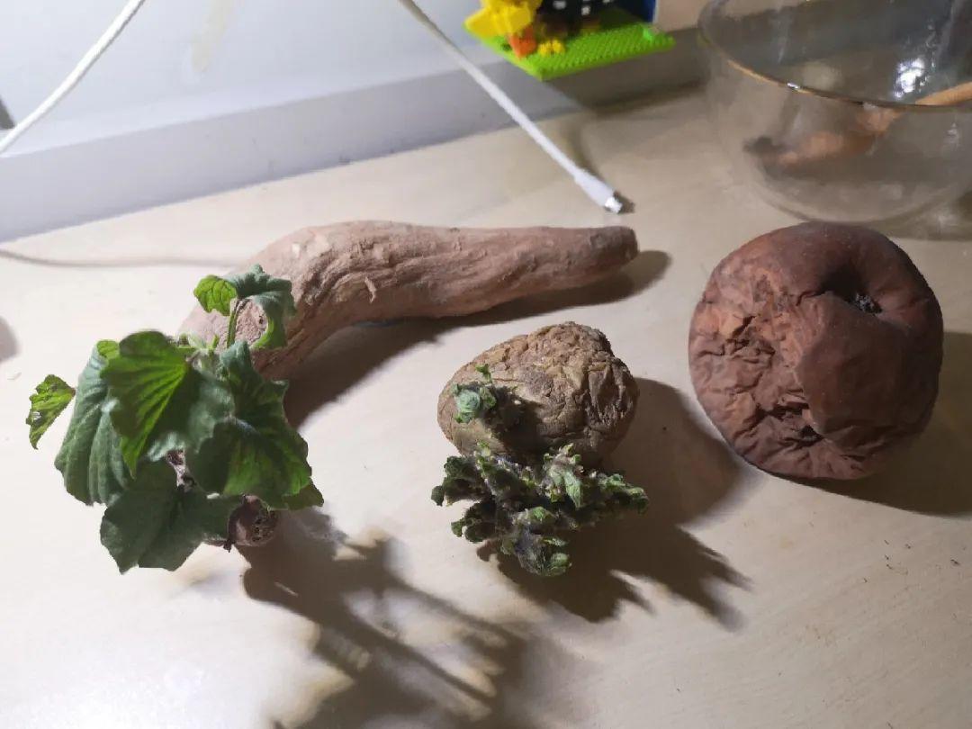 3个月后才回家,家里的花疯了,墙缝、房顶都爬满!