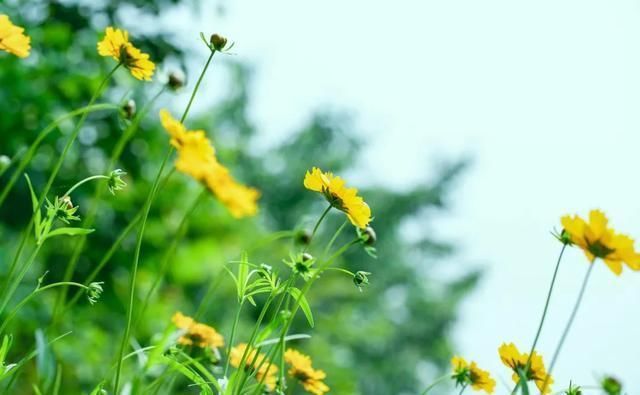 究竟|小暑,“上蒸下煮”,最热天气正在赶来“三暑”“三伏”究竟有啥联系