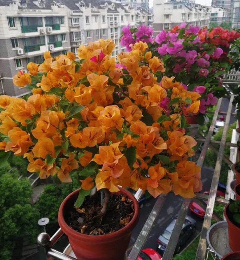 蓝雪花|5种“漂亮花”，一口气开花200天，花量巨大好养活，养一盆赚大了