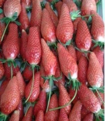 草莓|小伙儿街头卖“胡萝卜”,仔细一看是草莓,2小时卖光了5箱