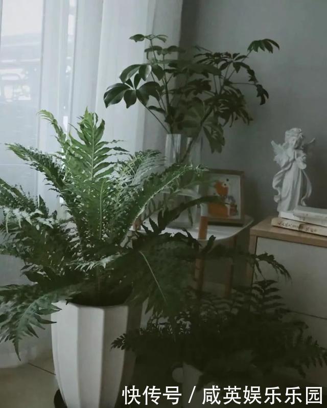 植株|五种小盆栽,耐阴又好养,办公室养几盆,增财运、旺事业