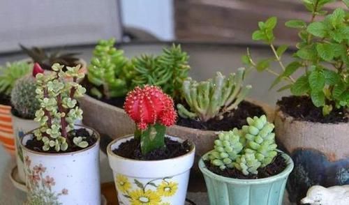 植物|养花不用买营养液,准备好香蕉皮,盆栽植物叶子不泛黄