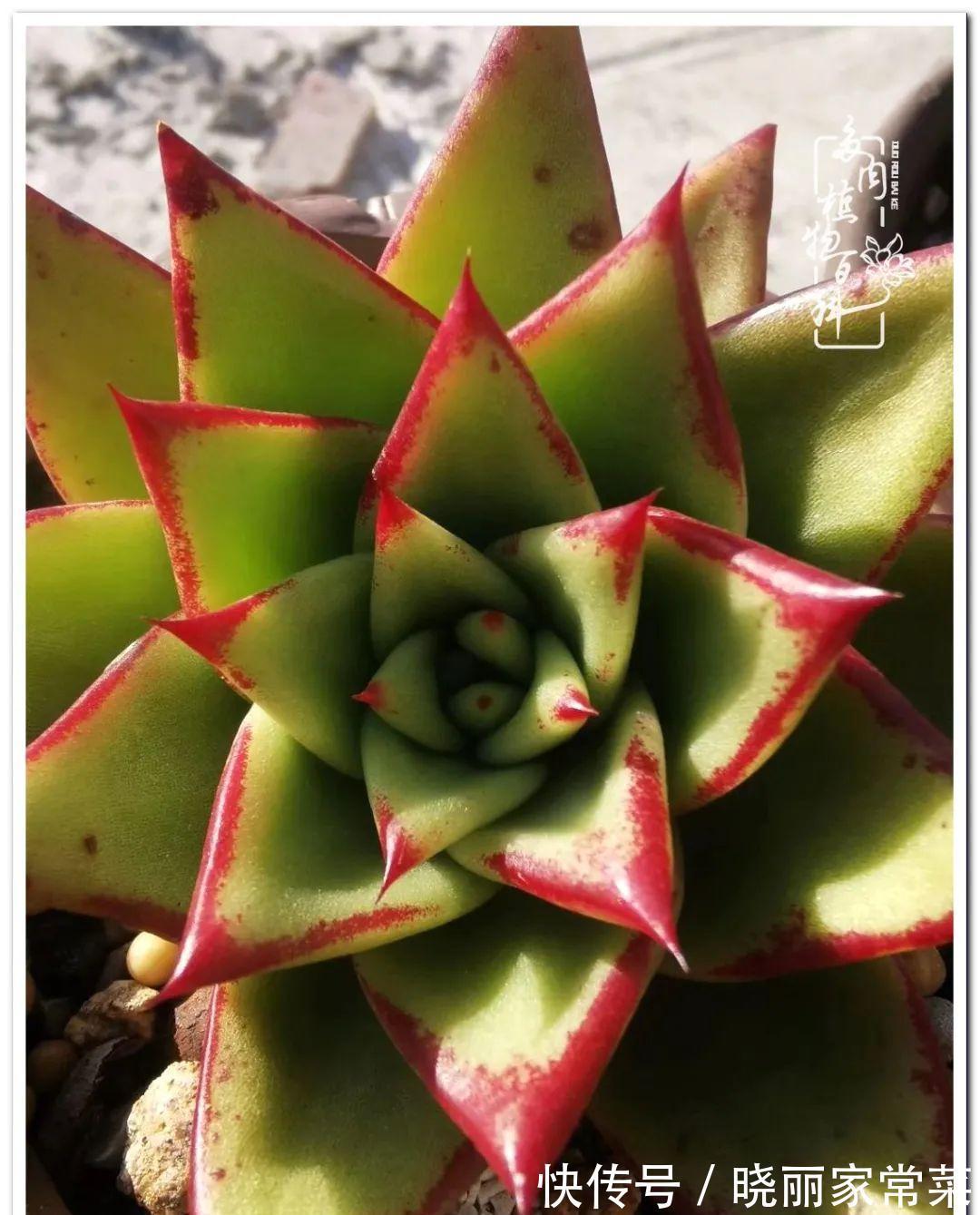 百科|多肉之路,让我沉醉,浮世三千,有肉就欢!