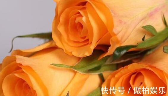 家养养玫瑰选“假日公主”花“橙子色”身不带刺，养上超值！