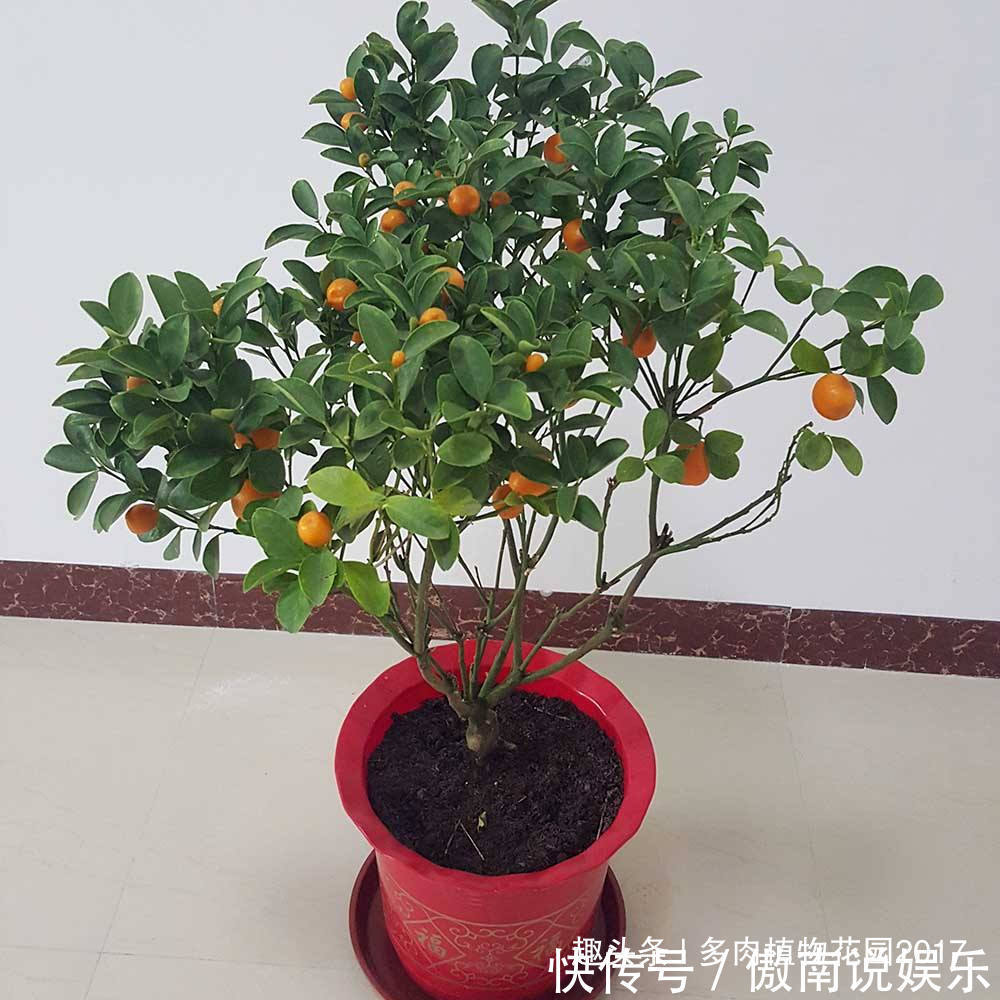 这样养护盆栽橘子树，树茂果多
