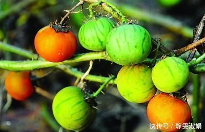 农村路边生长的“牙痛果”,能治牙痛,是珍贵草药,若遇到请珍惜