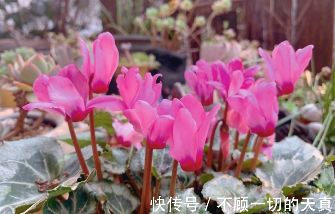 15种常见花,冬天浇水有讲究,小心越浇花越死