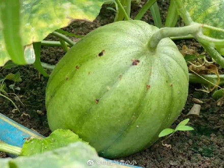 博士|“每天要吃100只！”男博士加班“吃瓜”：嘴巴都不是自己的了