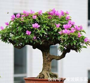 花芽|三角梅有花不开花做好“4件事”,花苞齐刷刷,开成叶子花