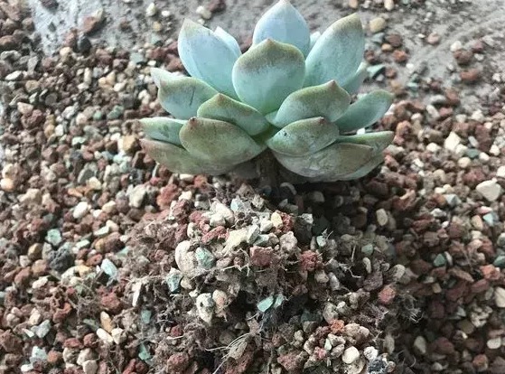 过完寒冬,多肉又干又瘦该怎么办?扔水里养养,1星期就长胖