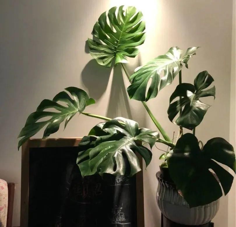 5度以下，常见的21种花必须断水，不然都烂根了