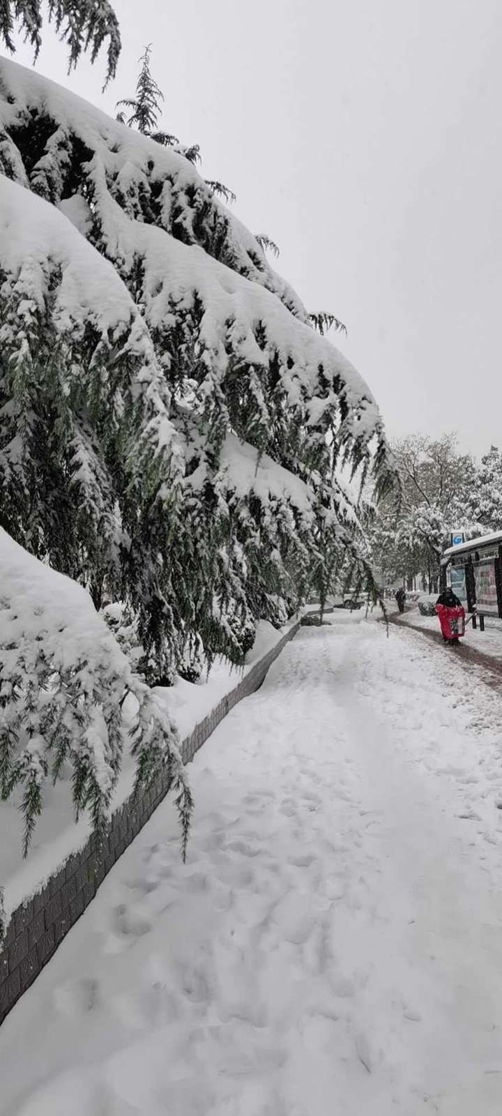 交通堵塞|「雪」今年的雪姑娘好像比较勤快