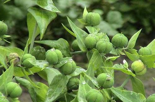  野草|农村这种野草，见到请保护，非常珍贵！